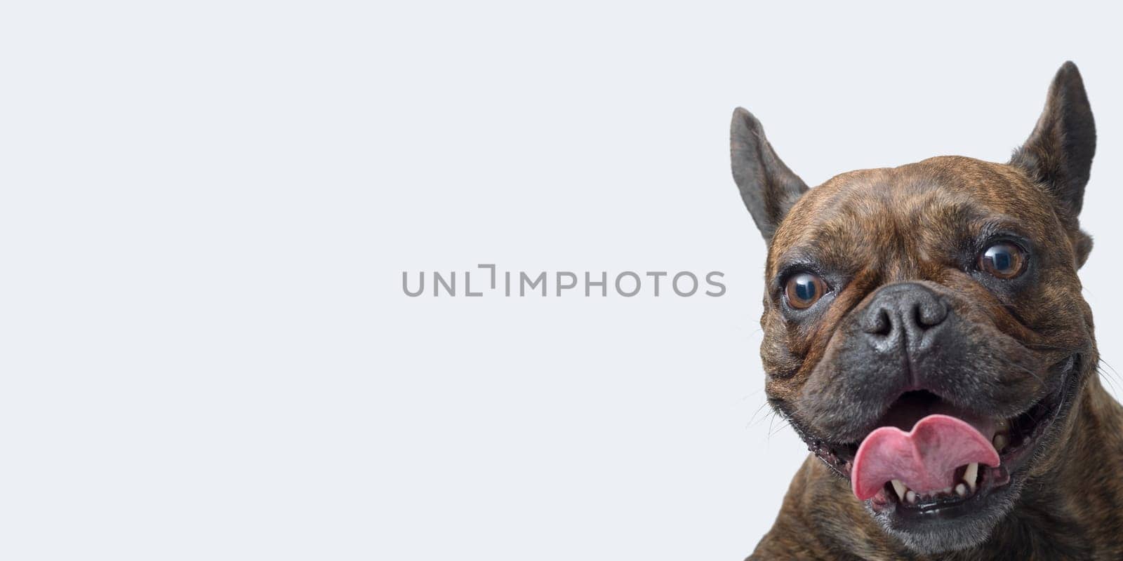 Close-up portrait of a happy French Bulldog, isolated on white background, copy space