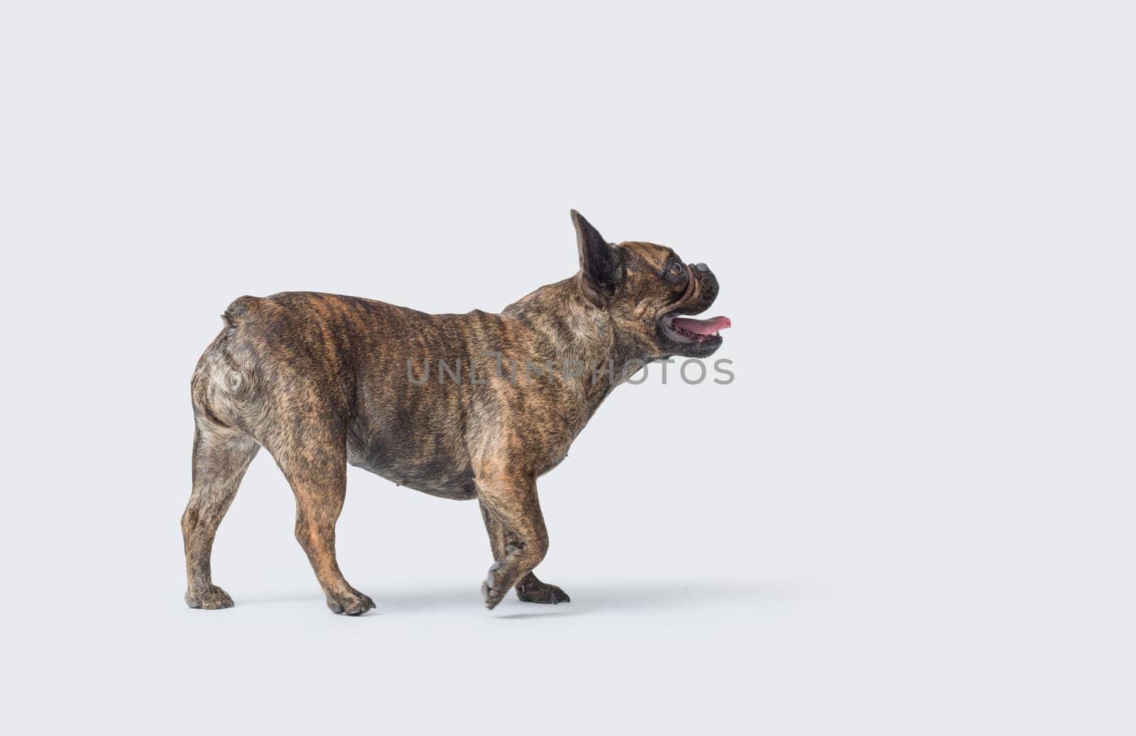 Beautiful French Bulldog walking, profile portrait, isolated on white background