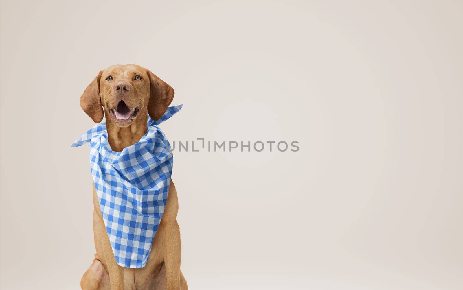 Lovely hungry dog wearing a bib and looking at camera, pet food concept