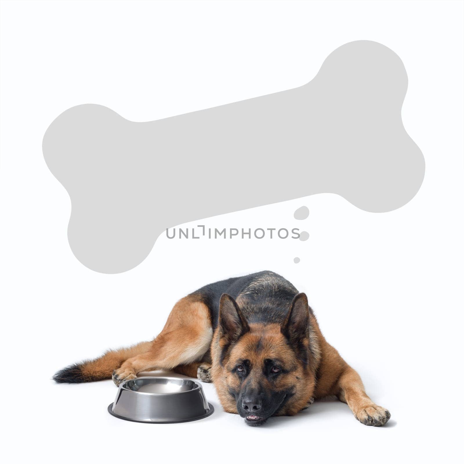 Big hungry dog and empty bowl, bone shaped speech bubble, German Sheperd dog breed