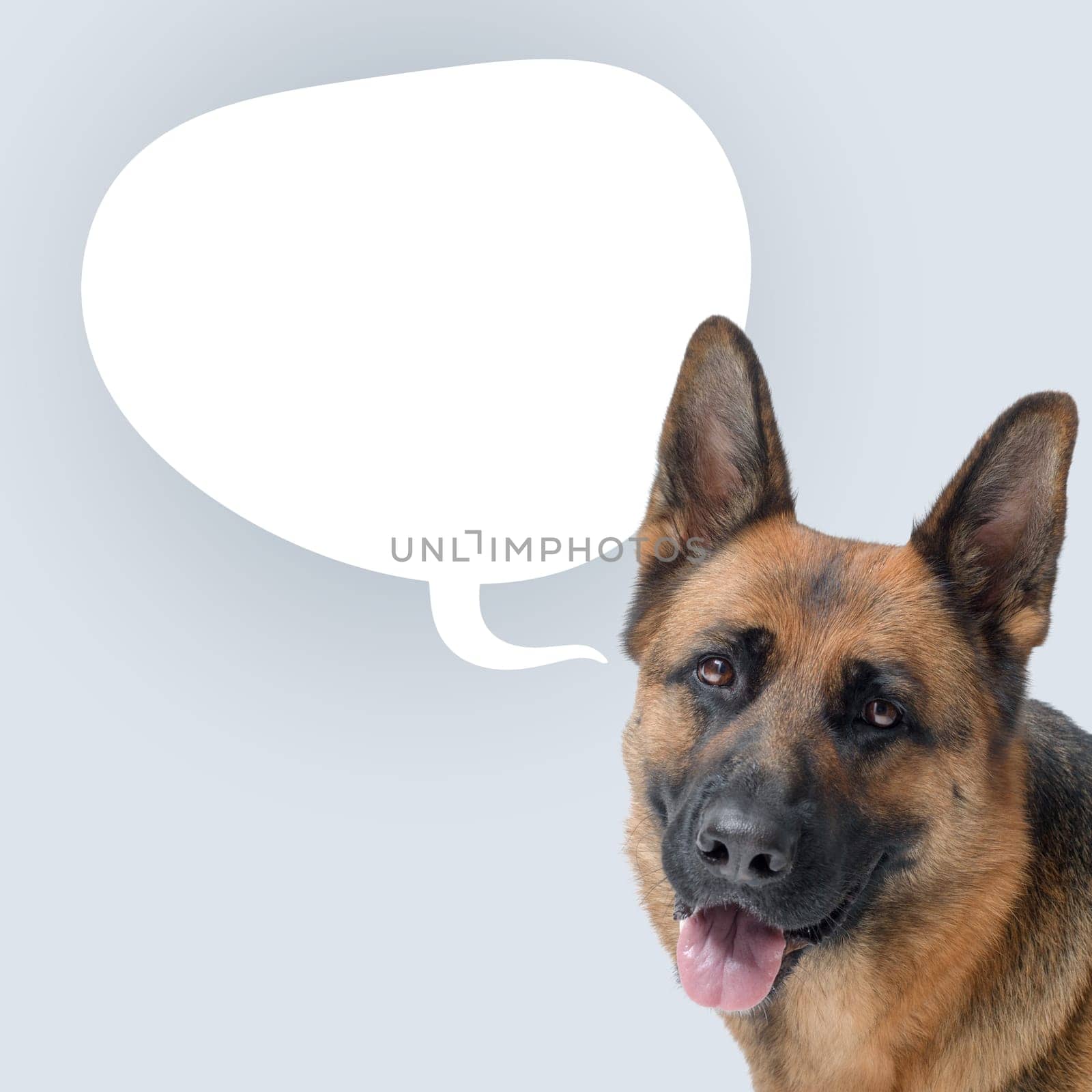 Friendly dog talking and blank speech balloon, domestic animals talking concept, German Sheperd dog breed