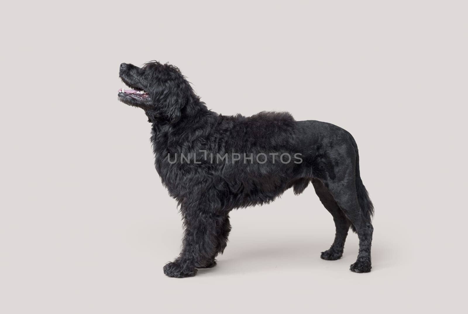 Portrait of a beautiful black Cao de Agua standing, profile view, dog breeds concept