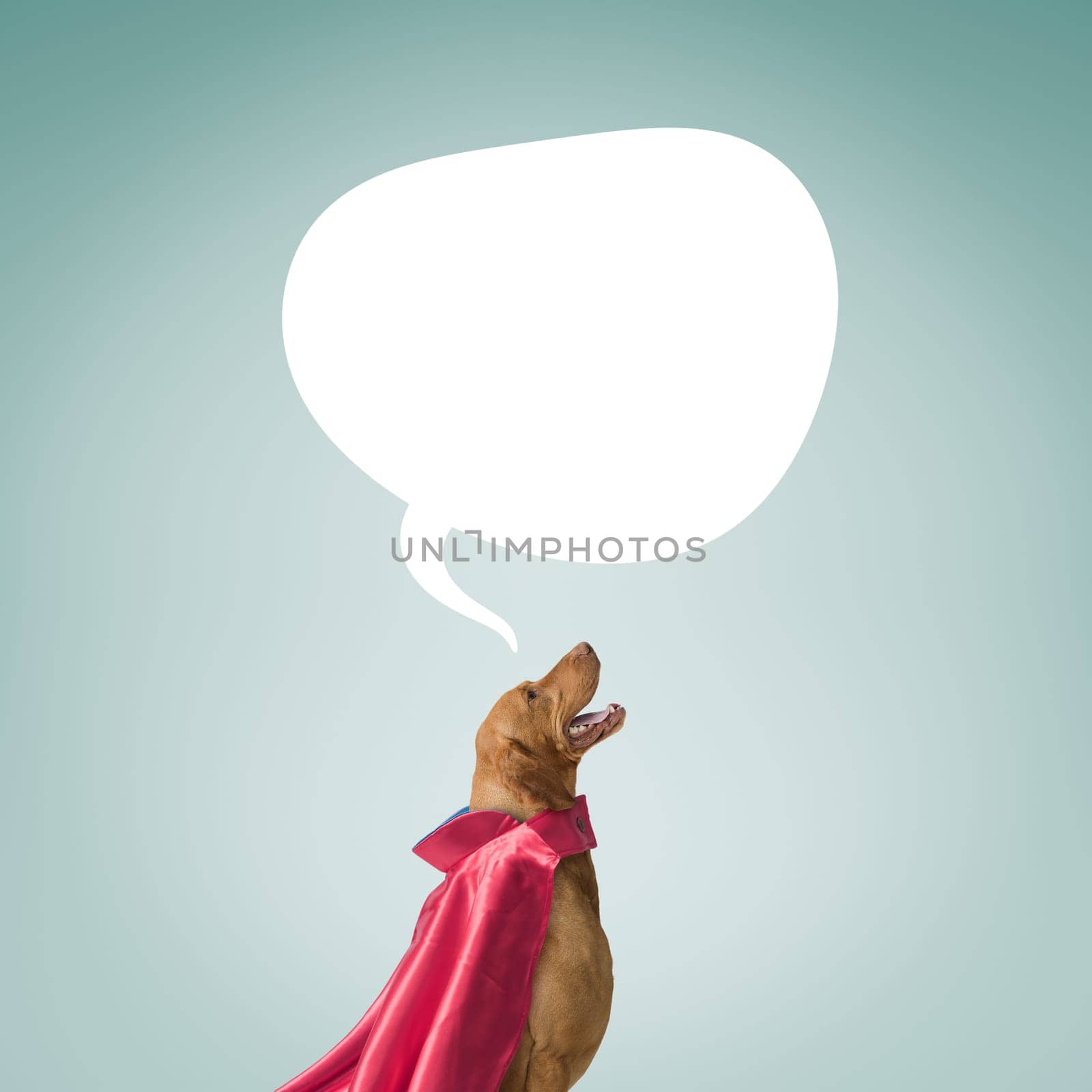 Cute funny superhero dog with a cloak and speech balloon with copy space