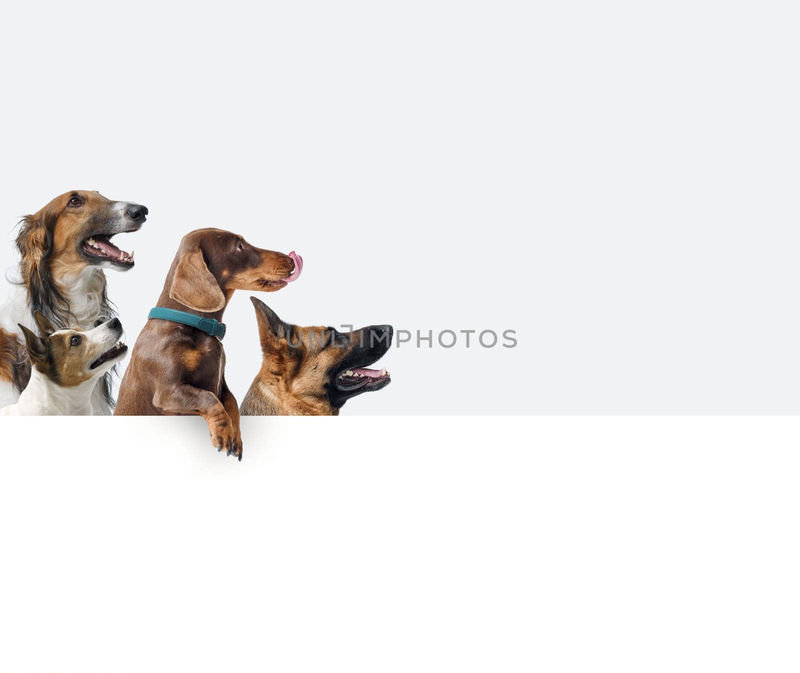 Group of different healthy dogs showing a large blank sign and looking at side