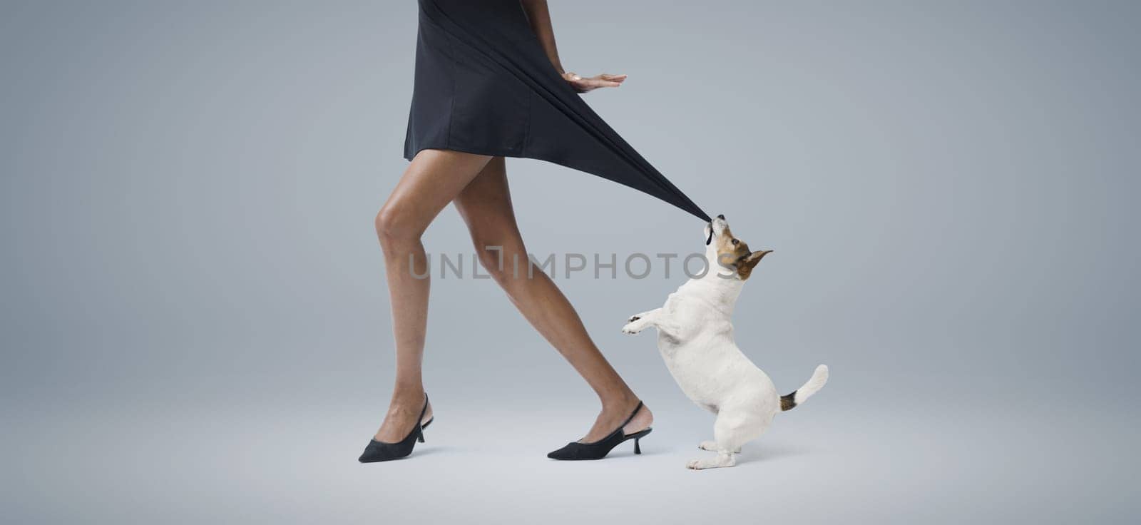 Playful small dog biting and pulling a beautiful elegant woman's dress, copy space