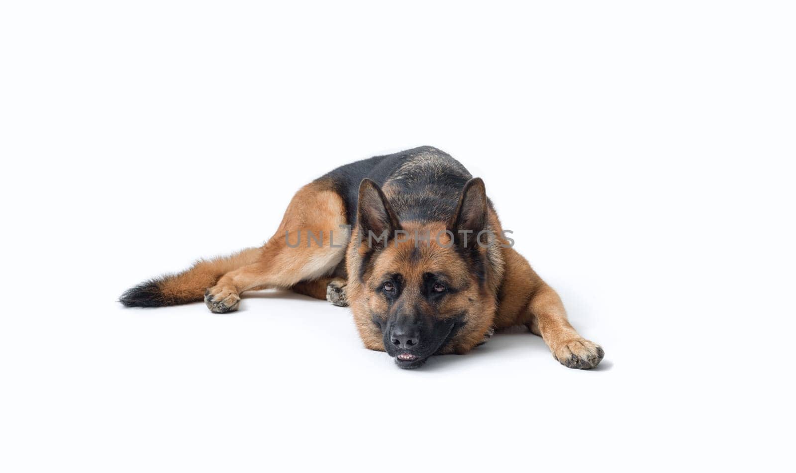 Tired German Sheperd lying down, dog breeds and pet care concept