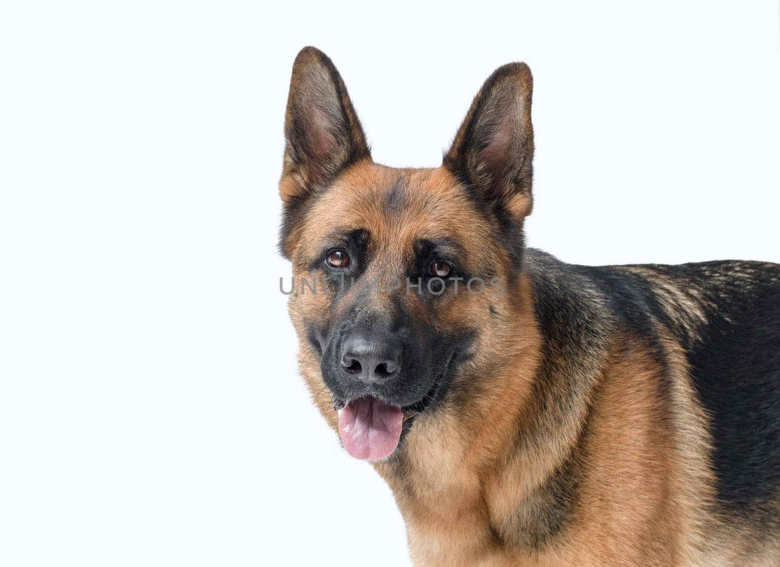 Portrait of a beautiful German Sheperd looking at camera, dog breeds and pet care concept