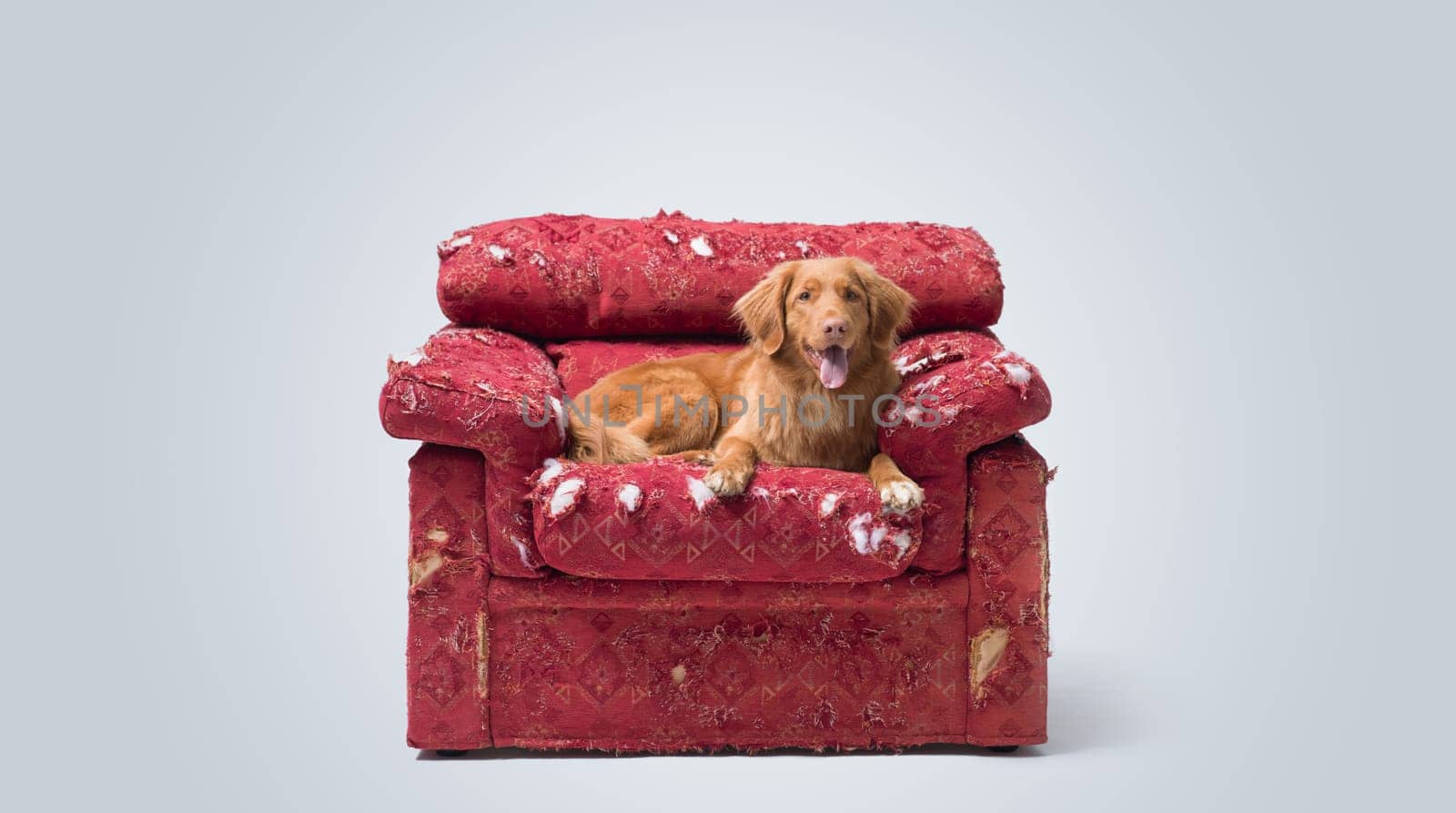 Cute dog lying on a destroyed armchair and looking at camera, Toller dog breed, copy space