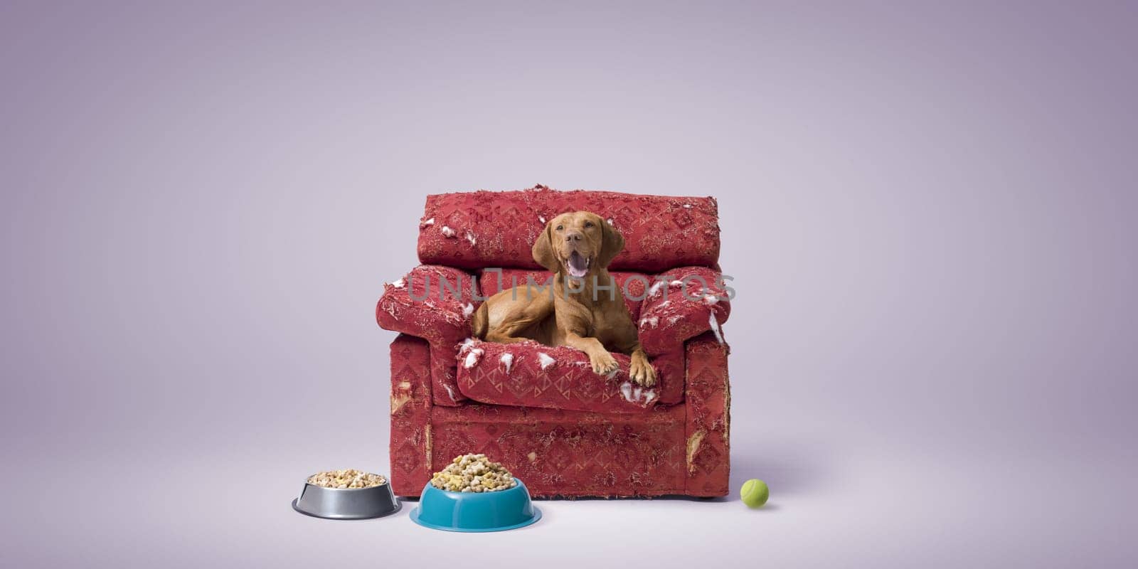 Spoiled lovely dog resting on a ripped armchair, bowls full of pet food and toy, pet lifestyle concept, copy space
