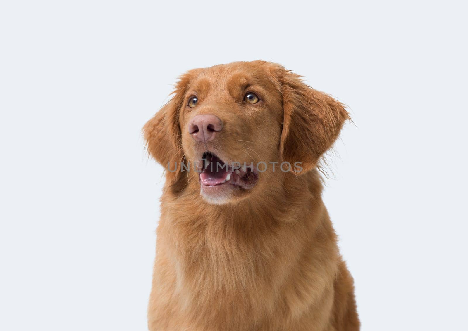 Portrait of a beautiful Nova Scotia Duck Tolling Retriever, dog breeds concept