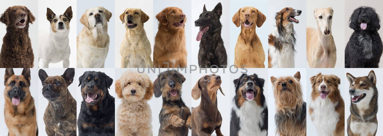 Portraits of happy dogs of different breeds, front view