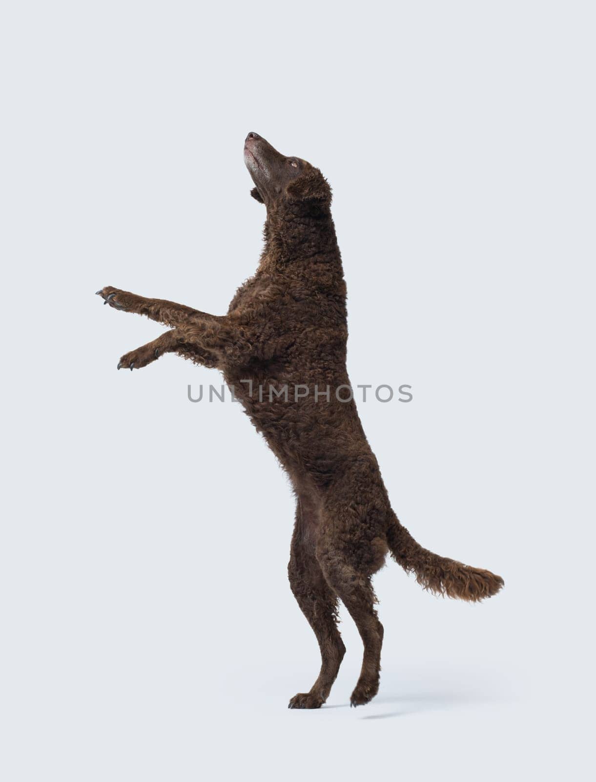Happy Curly-Coated Retriever standing on hs hind legs and playing, dog breeds concept