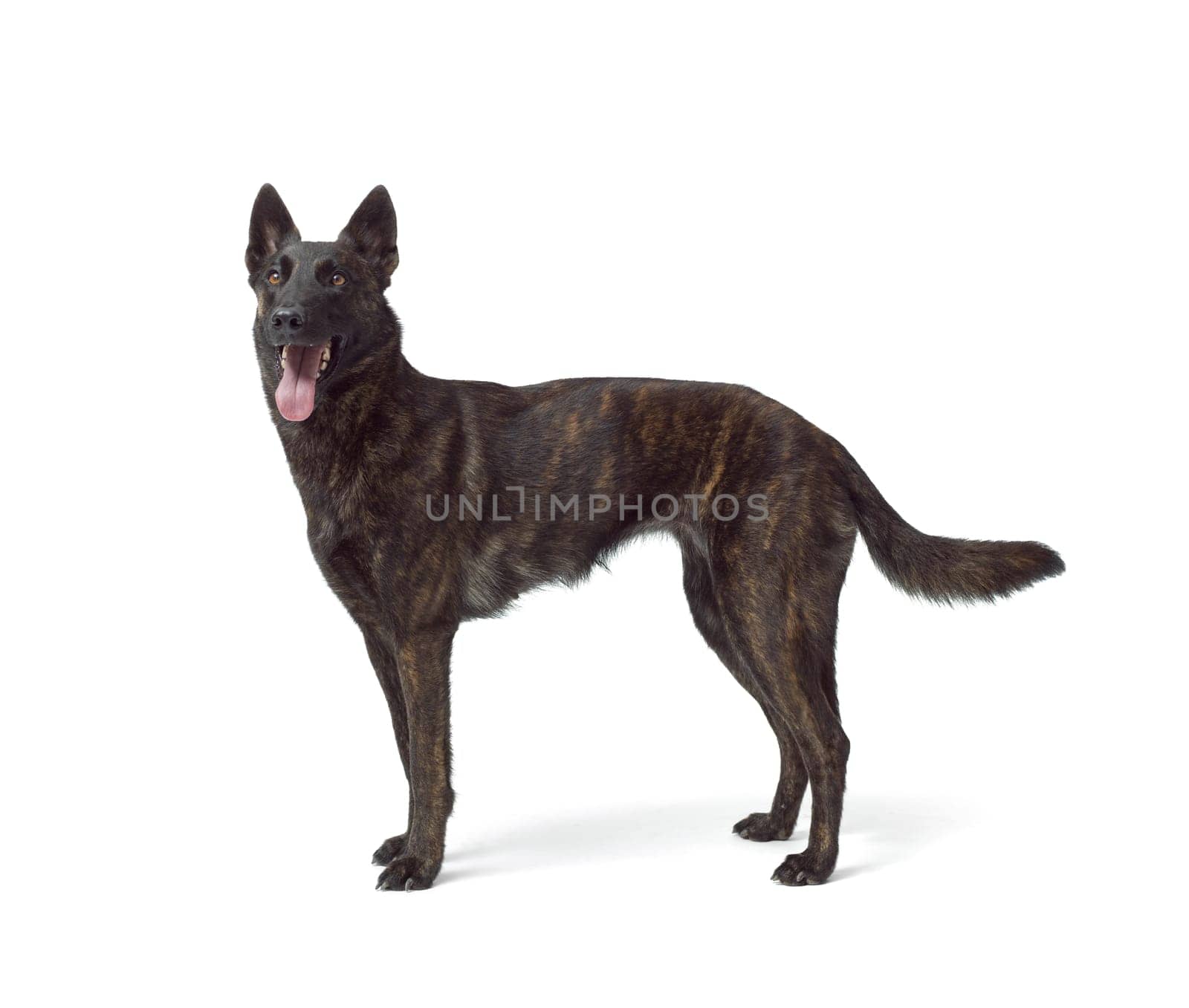 Dog standing side view, Dutch Sheperd dog breed, isolated on white background