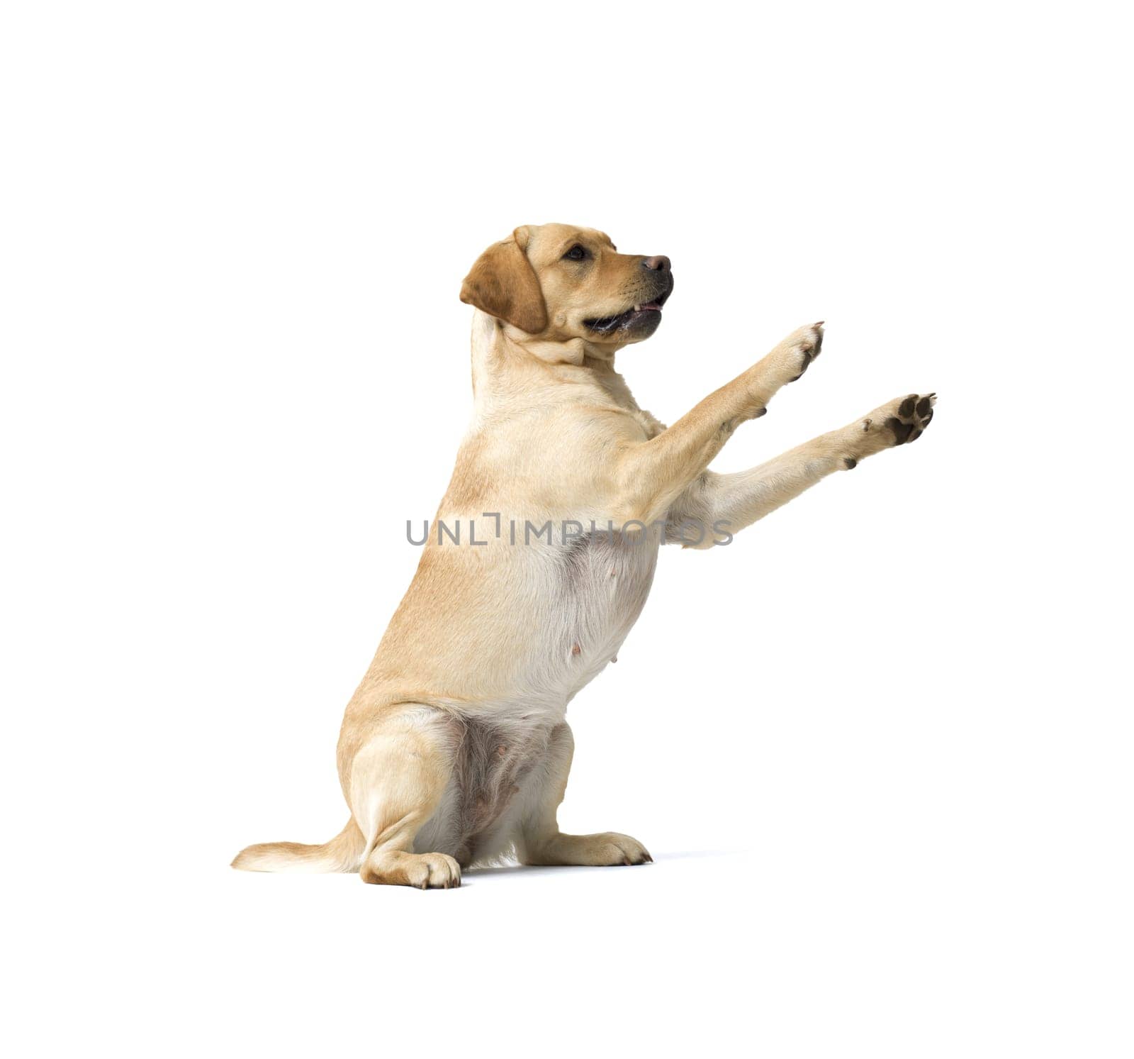 Portrait of Labrador Retriever sitting on white background