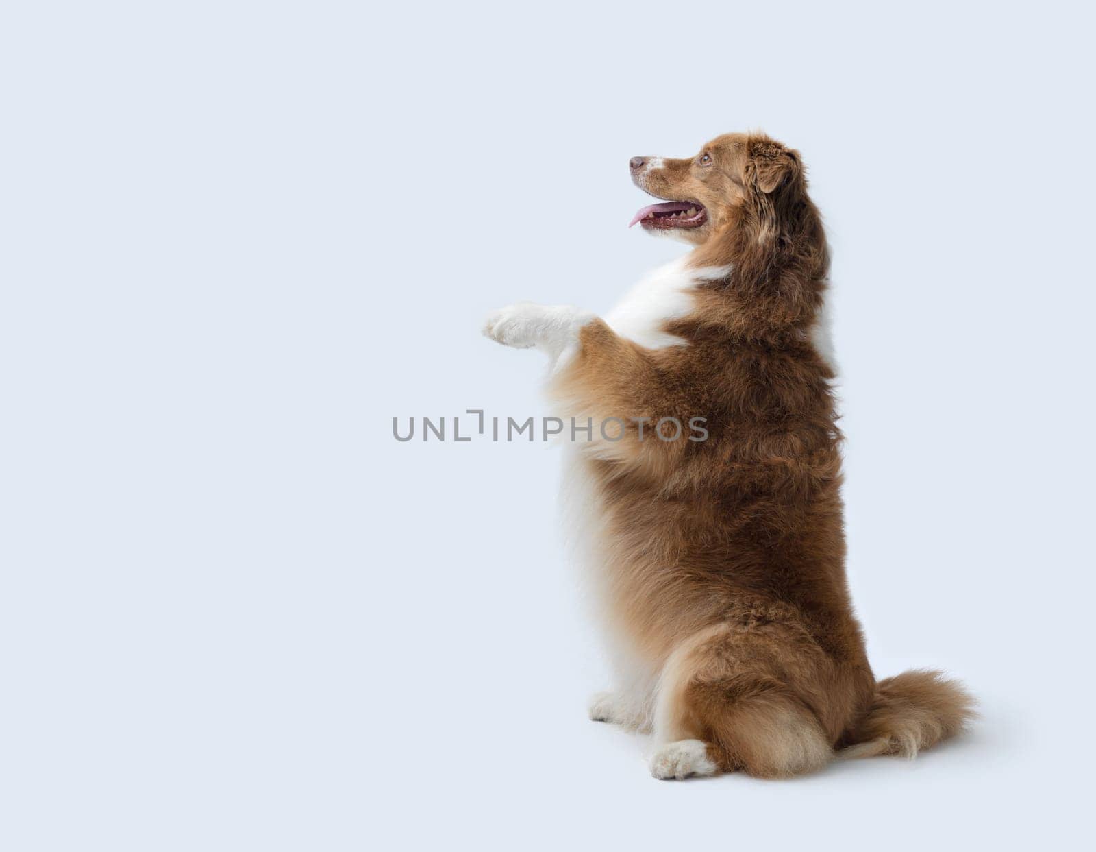 Cute dog standing on its hind legs and looking forward, copy space