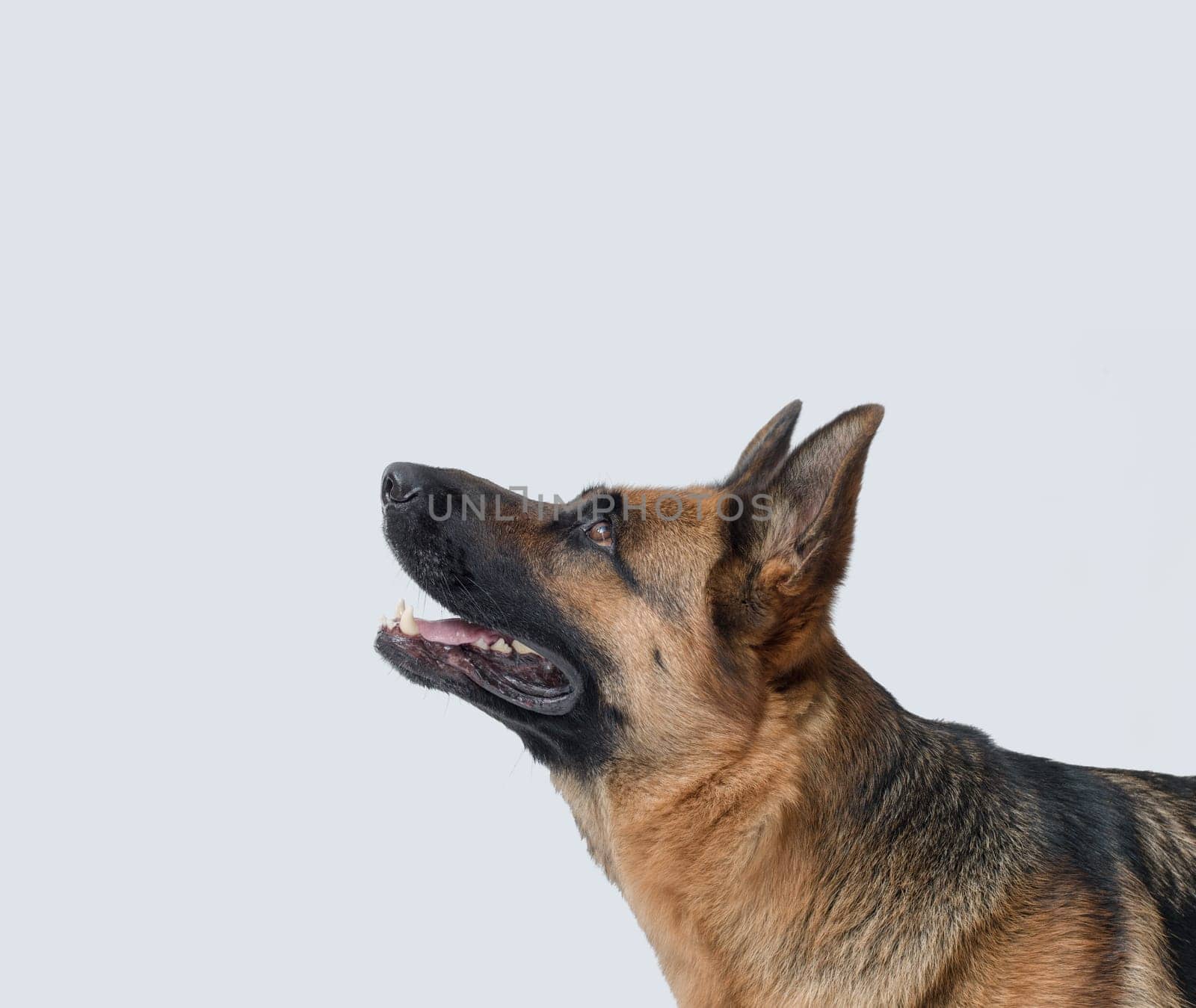 Portrait of a beautiful German Sheperd, profile view, isolated on white background