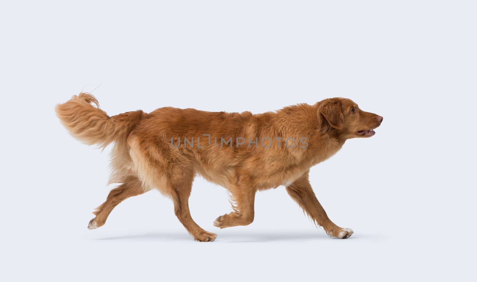 Nova Scotia Duck Tolling Retriever walking, side view portrait, dog breeds and pet care concept