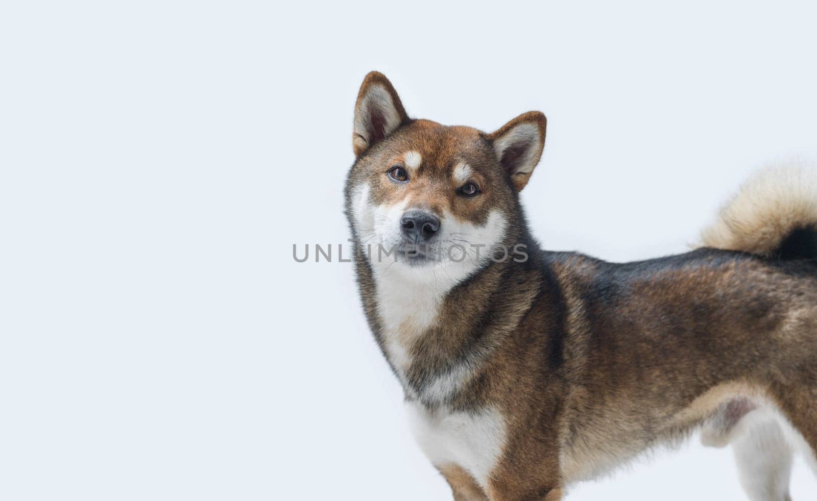 Cute Japanese Shiba Inu dog looking at camera, white background, copy space