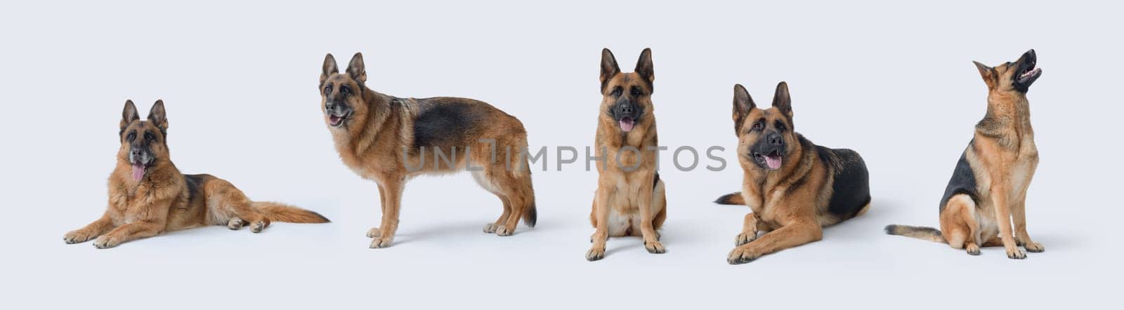 Set of portraits of German Sheperds in different poses, isolated on white background
