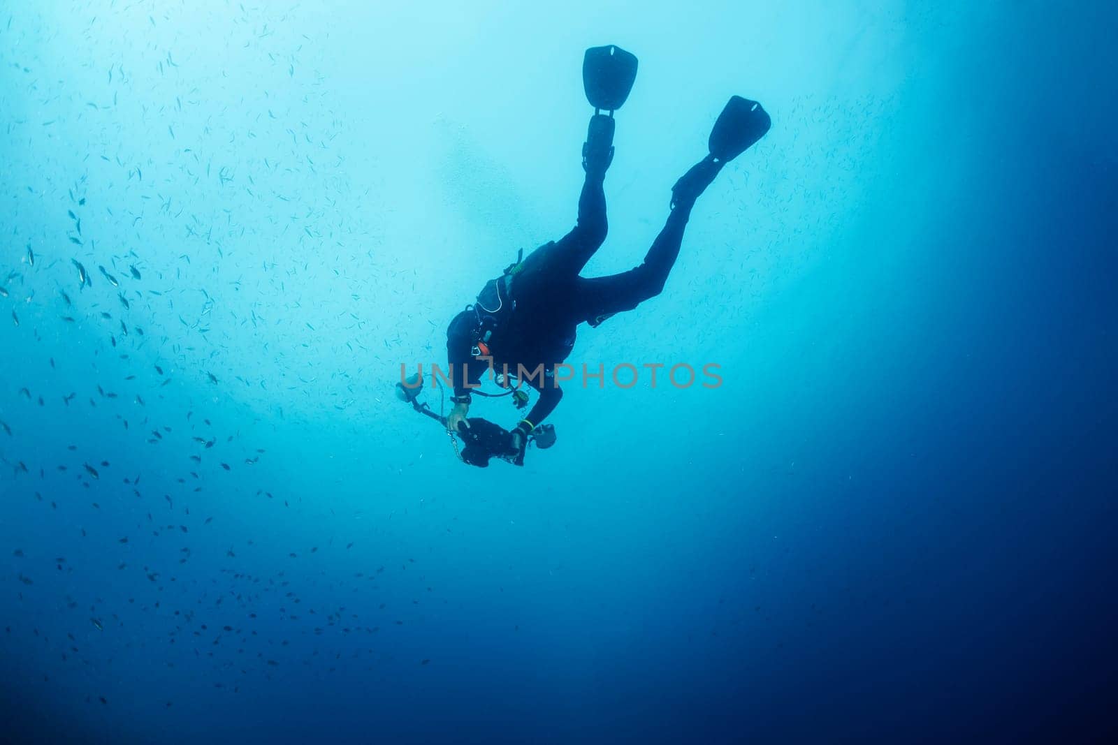 from below of professional scuba diver taking photo with camera of school of fish while swimming in deep clear blue water, concept of underwater photography , copyspace for text