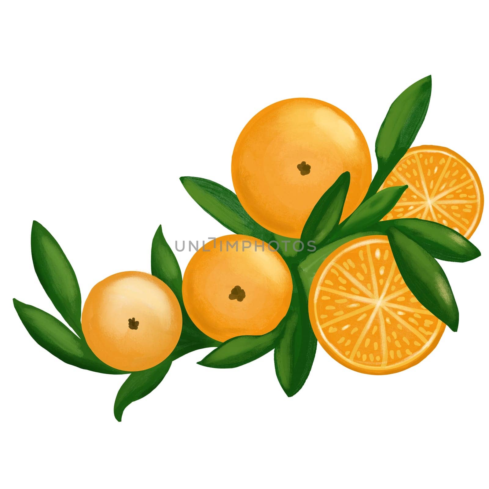 Hand drawn illustration of bright orange tangerine mandarine citrus fruits with vibrant green leaves and flowers. For food organic vegetarian labels, packaging. Natural design elements colorful bold