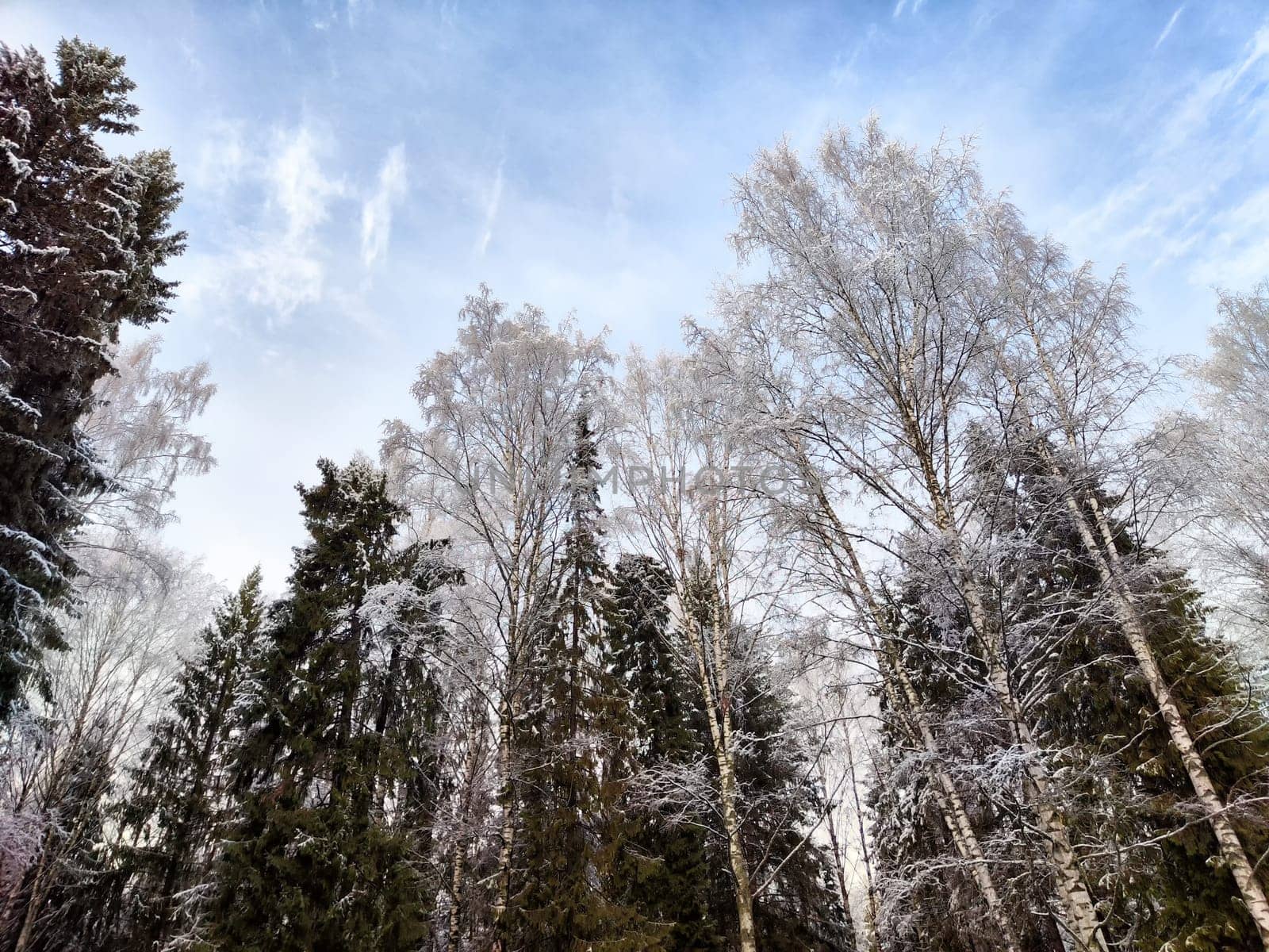Frost-covered trees rise tall into the blue sky, creating a serene winter landscape filled with pine and birch forests.