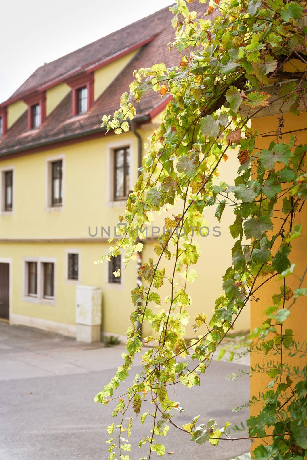 Vines in an alley in the historic old town of Rothenburg ob der Tauber in Germany