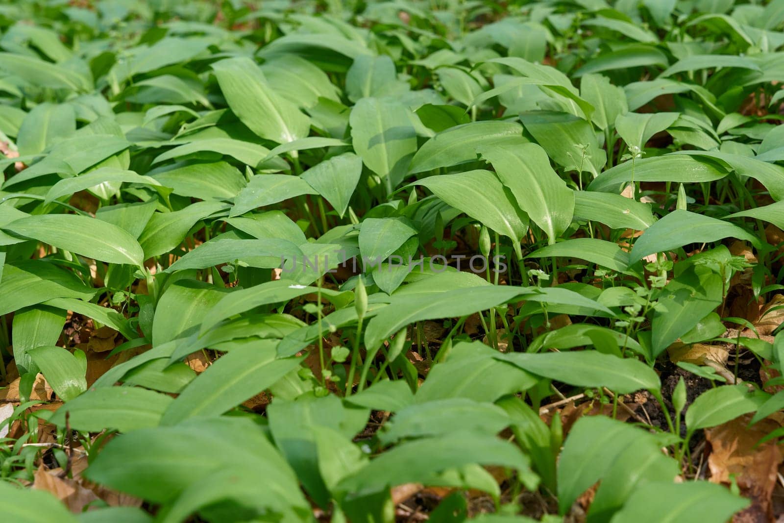 Wild garlic Allium ursinum in a forest in Germany in the month of April in spring