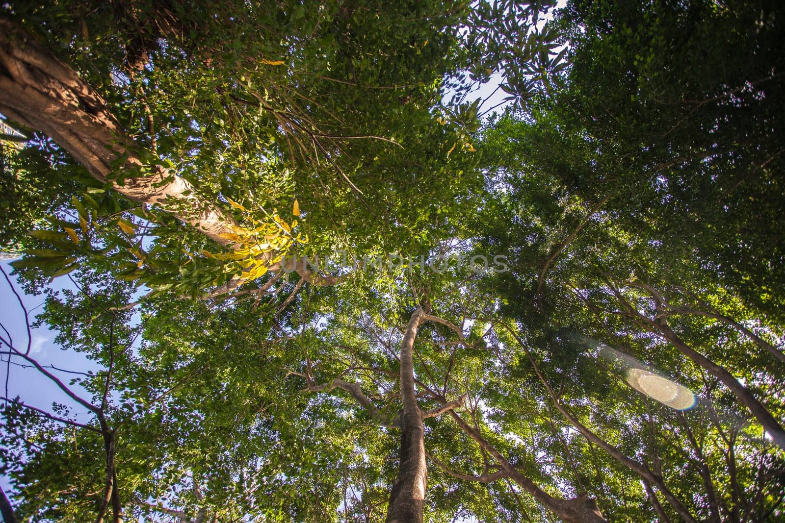 Sunbeams filtering through a dense canopy of trees in montana redonda, dominican republic, creating a vibrant display of nature's beauty