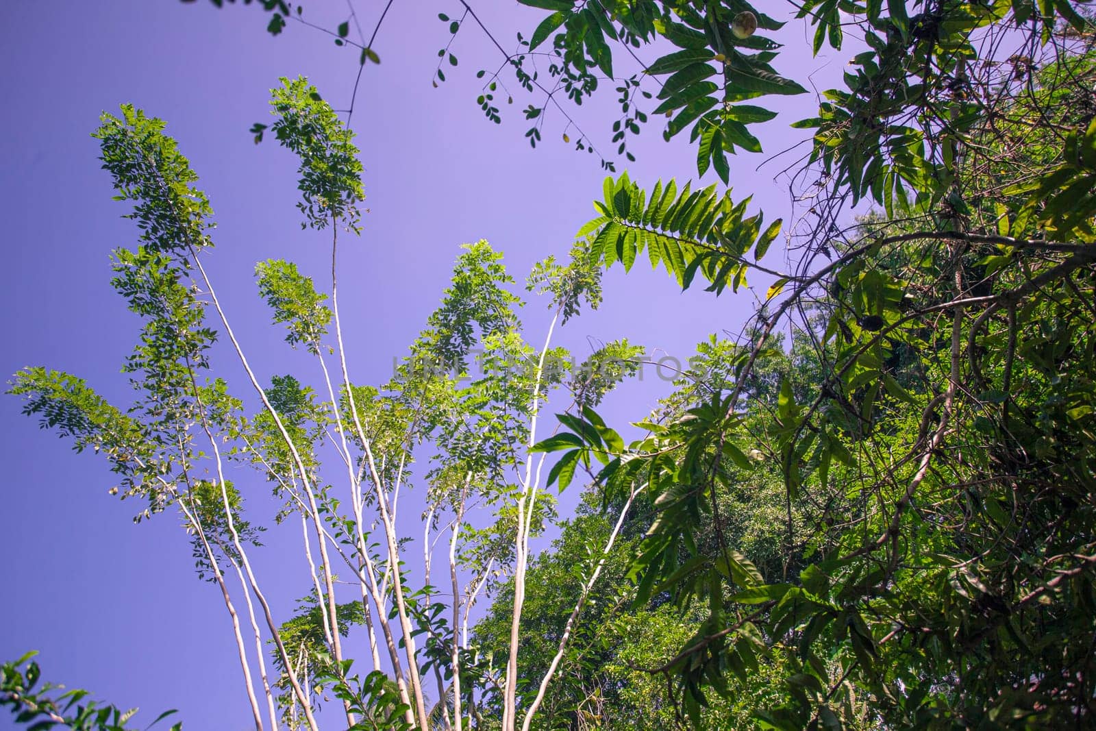 Vibrant green trees stretch towards a clear purple sky in the tropical paradise of montana redonda, dominican republic
