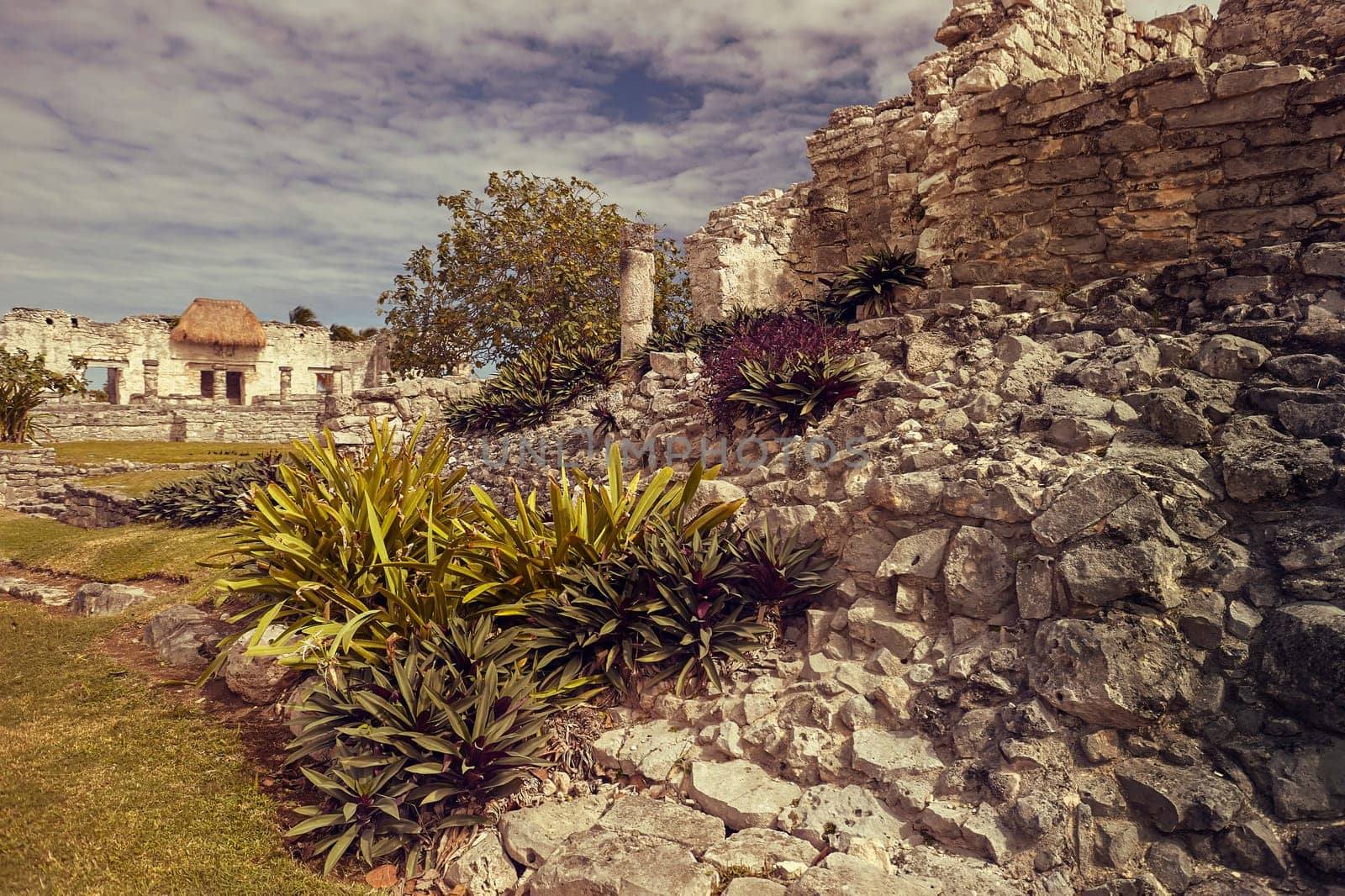 Stone ruins of mayan architecture with plants growing on them in tulum, mexico
