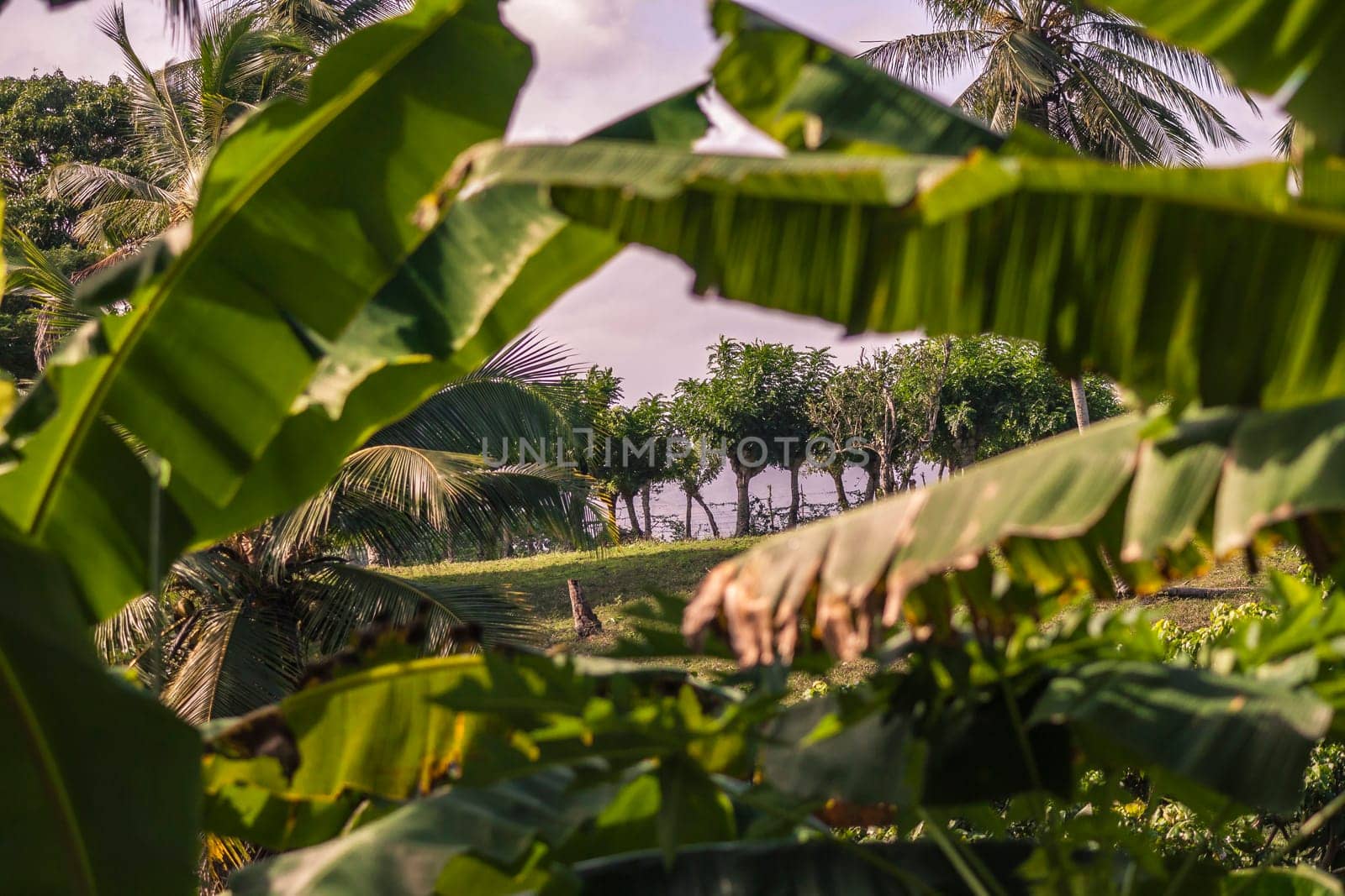 Banana leaves create a natural frame around a vibrant scene of tropical vegetation and trees in montana redonda, dominican republic
