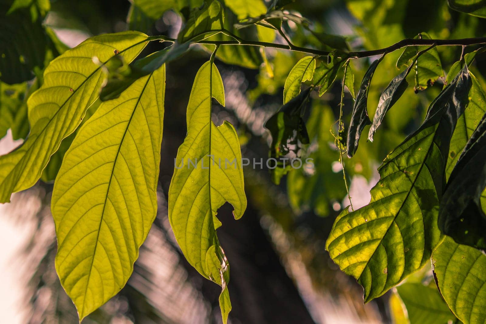 Sunlight filtering through cacao tree leaves in montana redonda, dominican republic