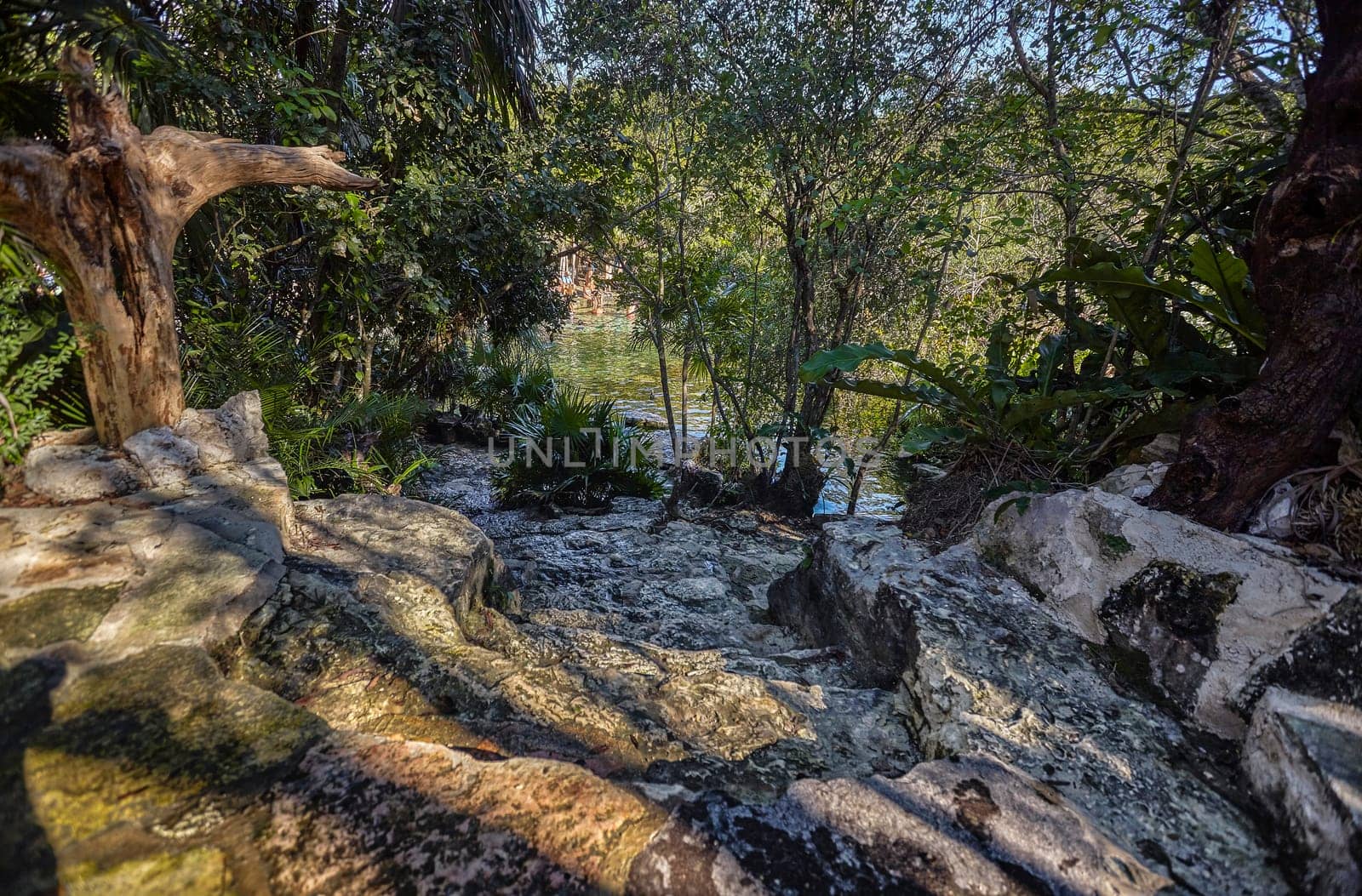 Lush vegetation surrounds a rocky path leading to the inviting waters of cenote azul in riviera maya, mexico, a popular destination for tourists seeking natural beauty