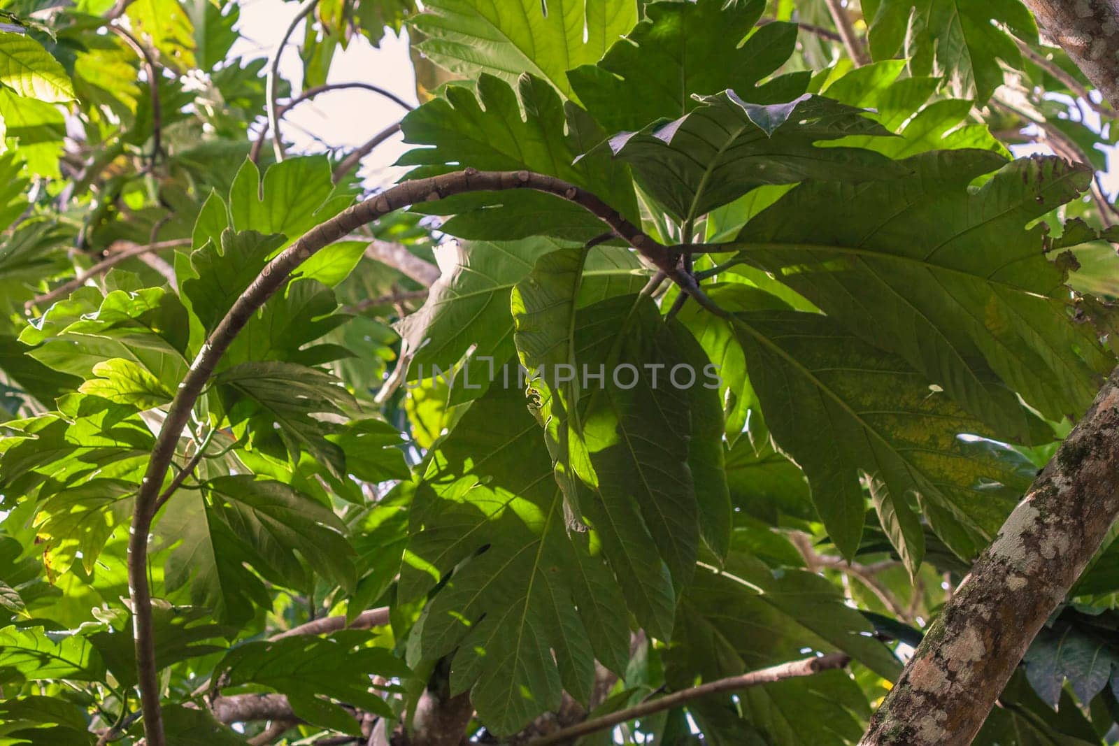 Sunlight filtering through breadfruit tree leaves, creating intricate shadows in the lush vegetation of montana redonda, dominican republic