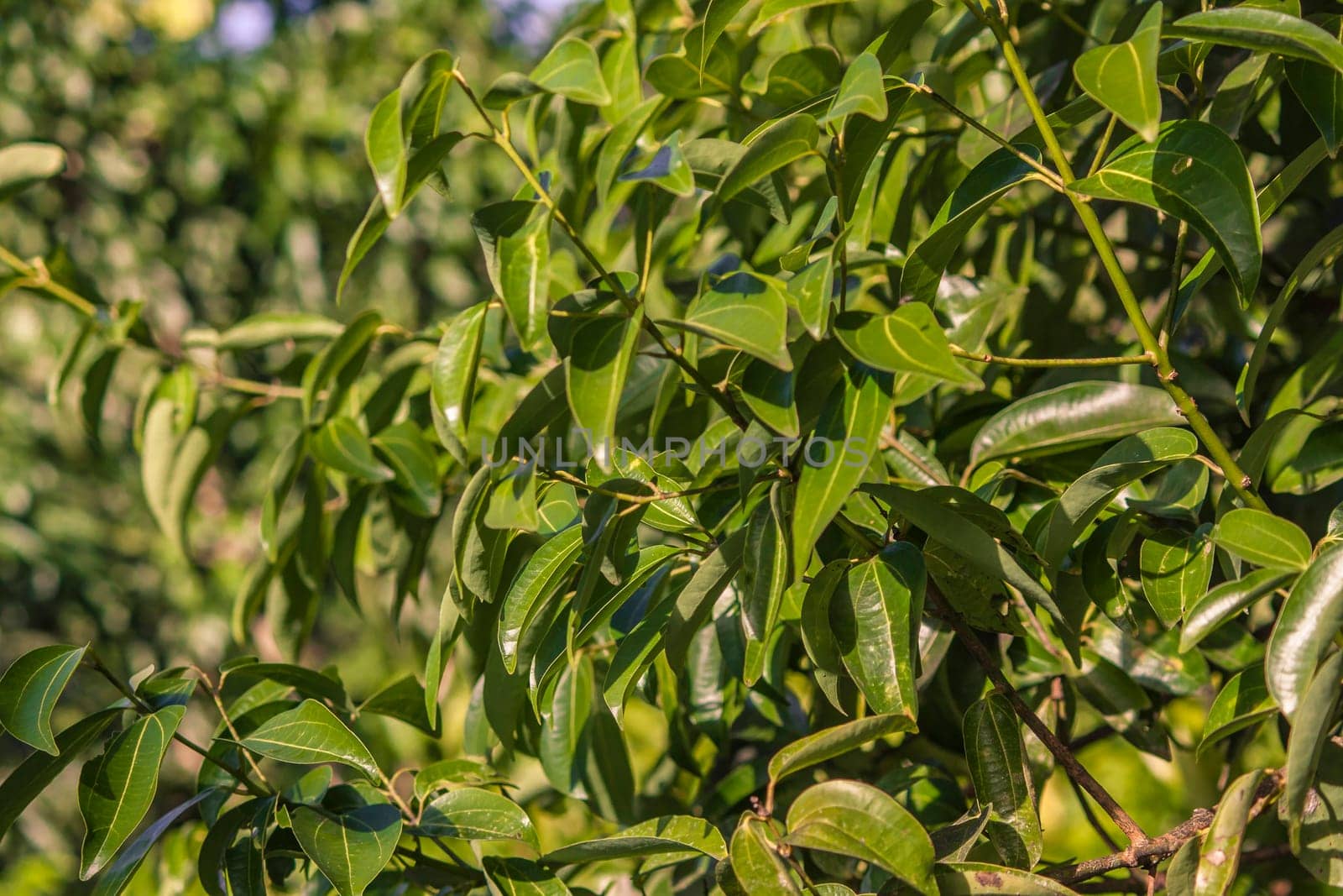 Close-up of vibrant cinnamon leaves thriving on a tree in the lush landscapes of montana redonda, dominican republic
