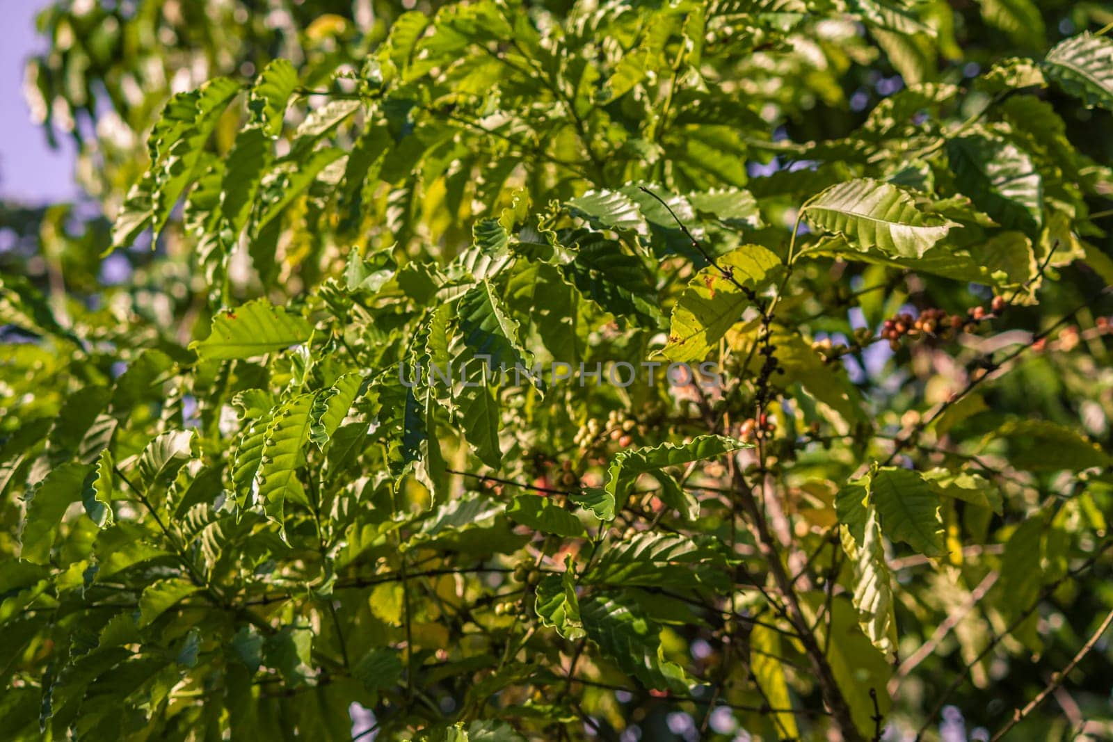 Lush coffee plant flourishing in montana redonda, dominican republic, showcasing vibrant green leaves and unripe coffee beans
