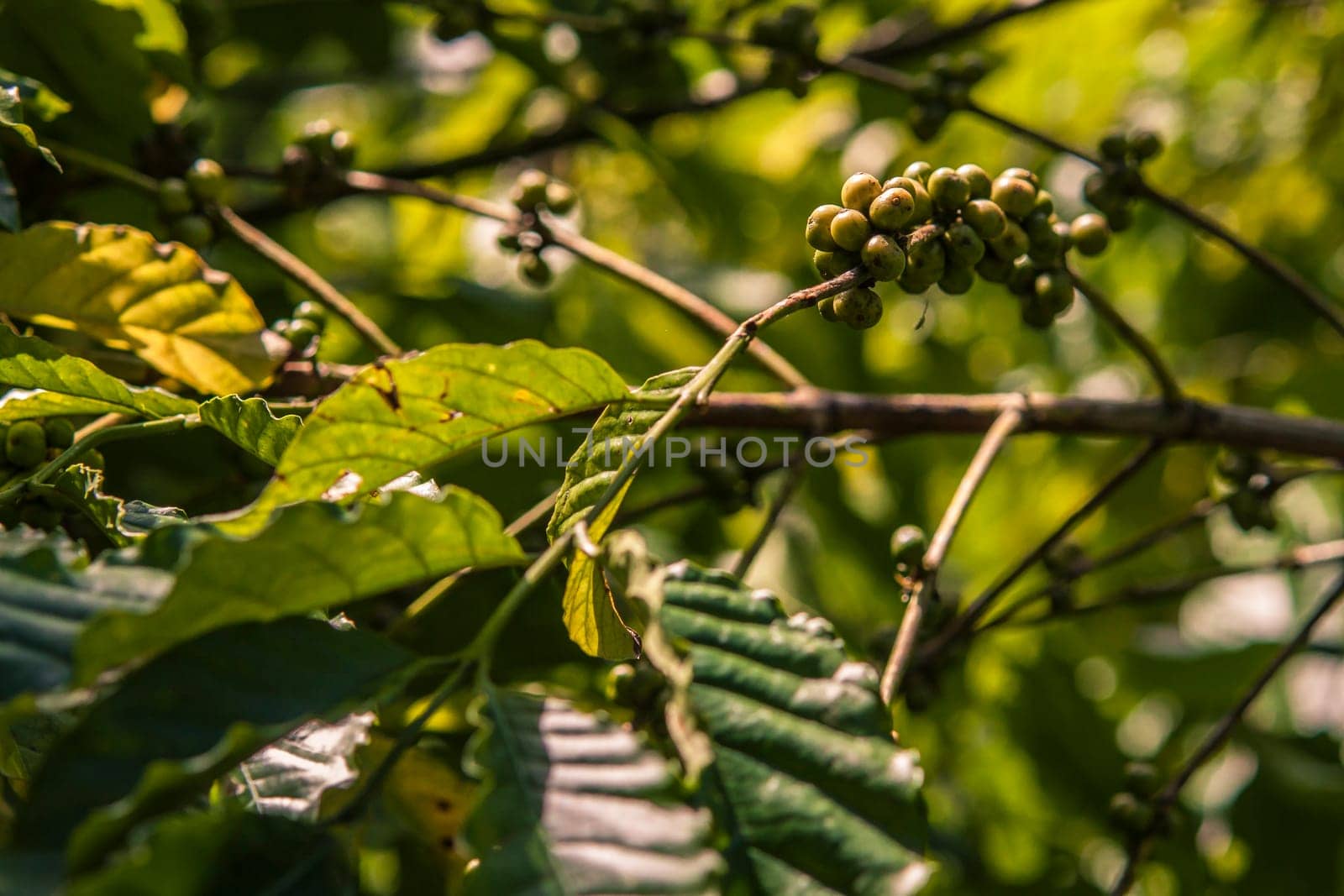Unripe coffee beans growing on a branch, surrounded by lush green leaves, in the sunlight of montana redonda, dominican republic