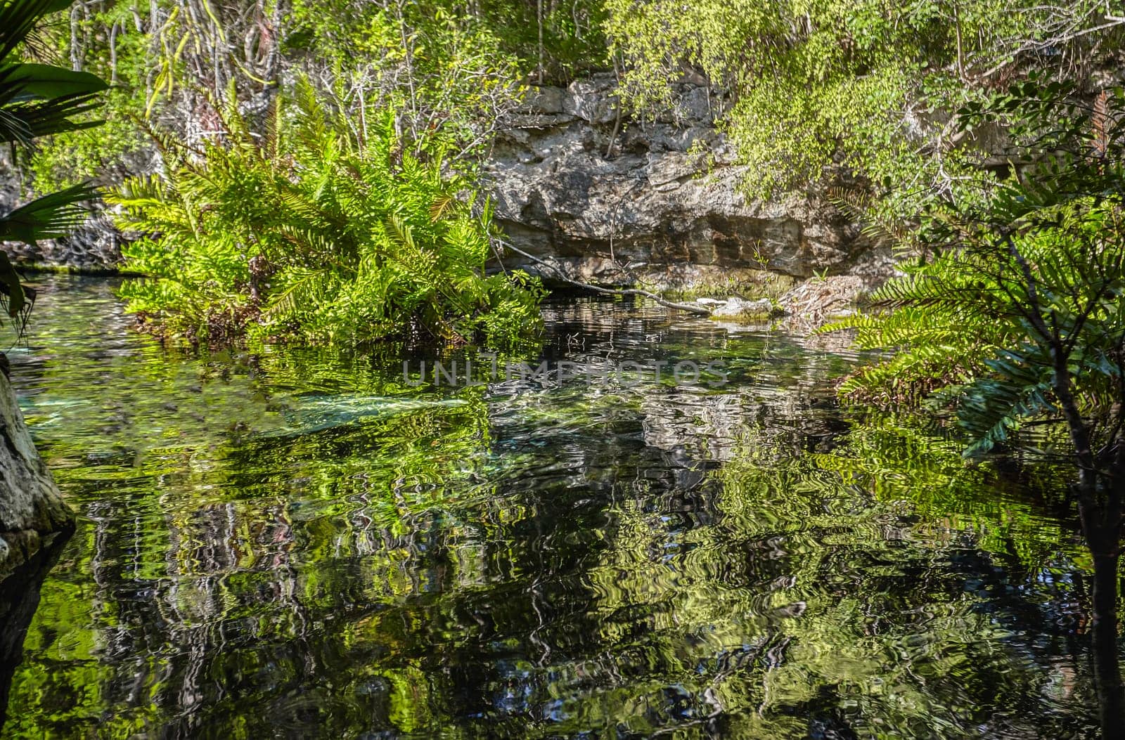 Crystal-clear water reflecting the surrounding lush vegetation at cenote azul in riviera maya, mexico, creates a mesmerizing natural spectacle