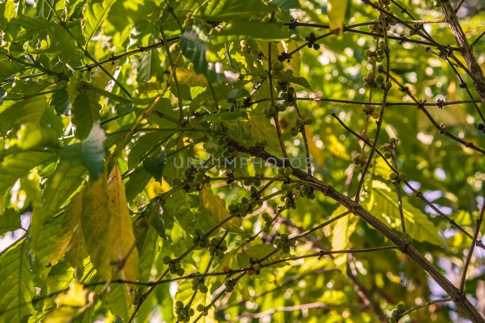 Unripe coffee beans growing on a coffee plant in montana redonda, dominican republic, bathed in sunlight