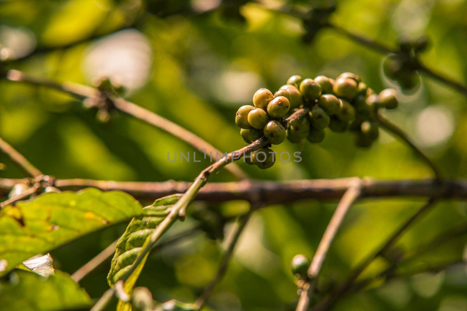 Close-up of unripe coffee beans growing on a branch in a plantation in montana redonda, dominican republic, showcasing the agricultural process