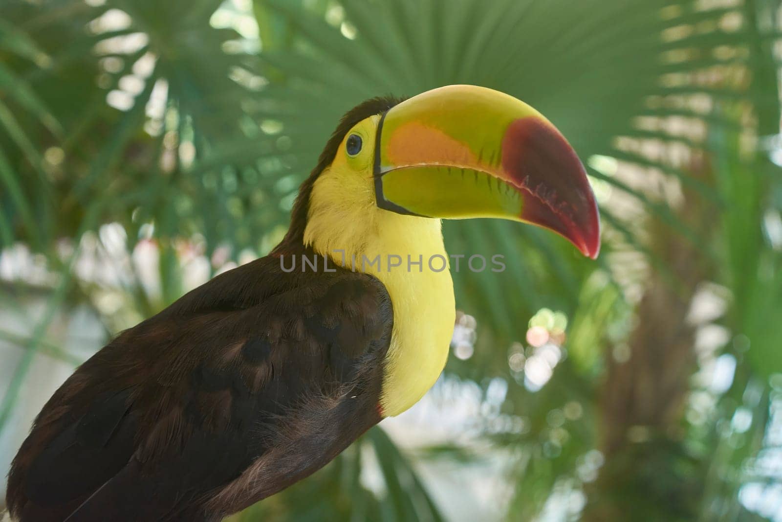 Close-up of a chestnut-mandibled toucan perched amidst vibrant green foliage in a tropical setting
