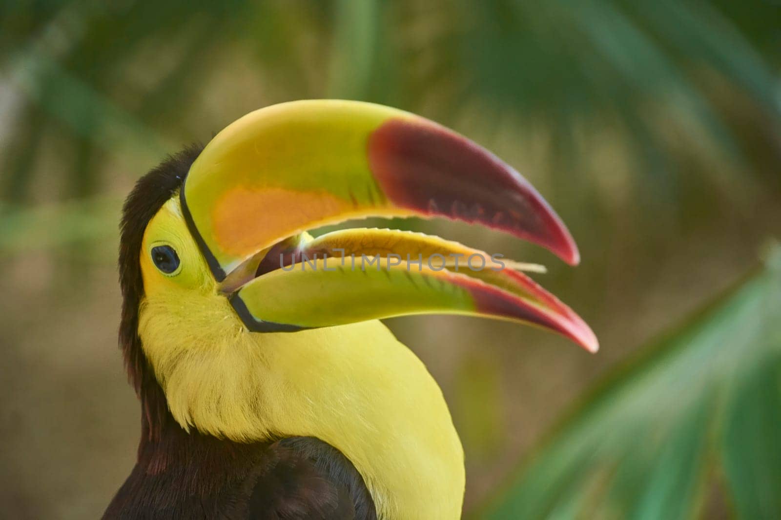 Close-up of a chestnut-mandibled toucan opening its large, colorful beak, showcasing its vibrant plumage and intricate beak details against a blurred jungle background