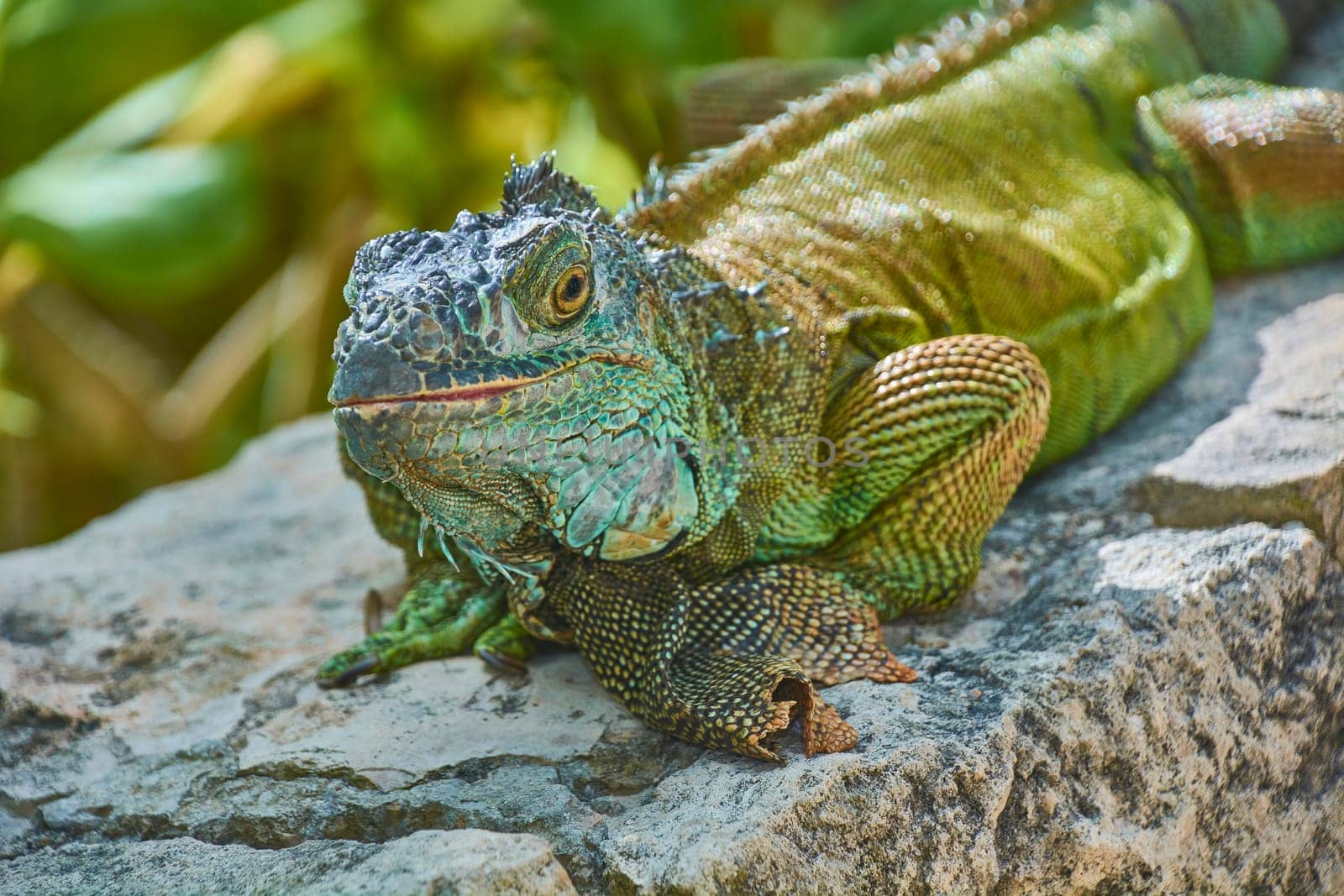 Large green iguana resting on a rock, displaying its vibrant scales and relaxed posture