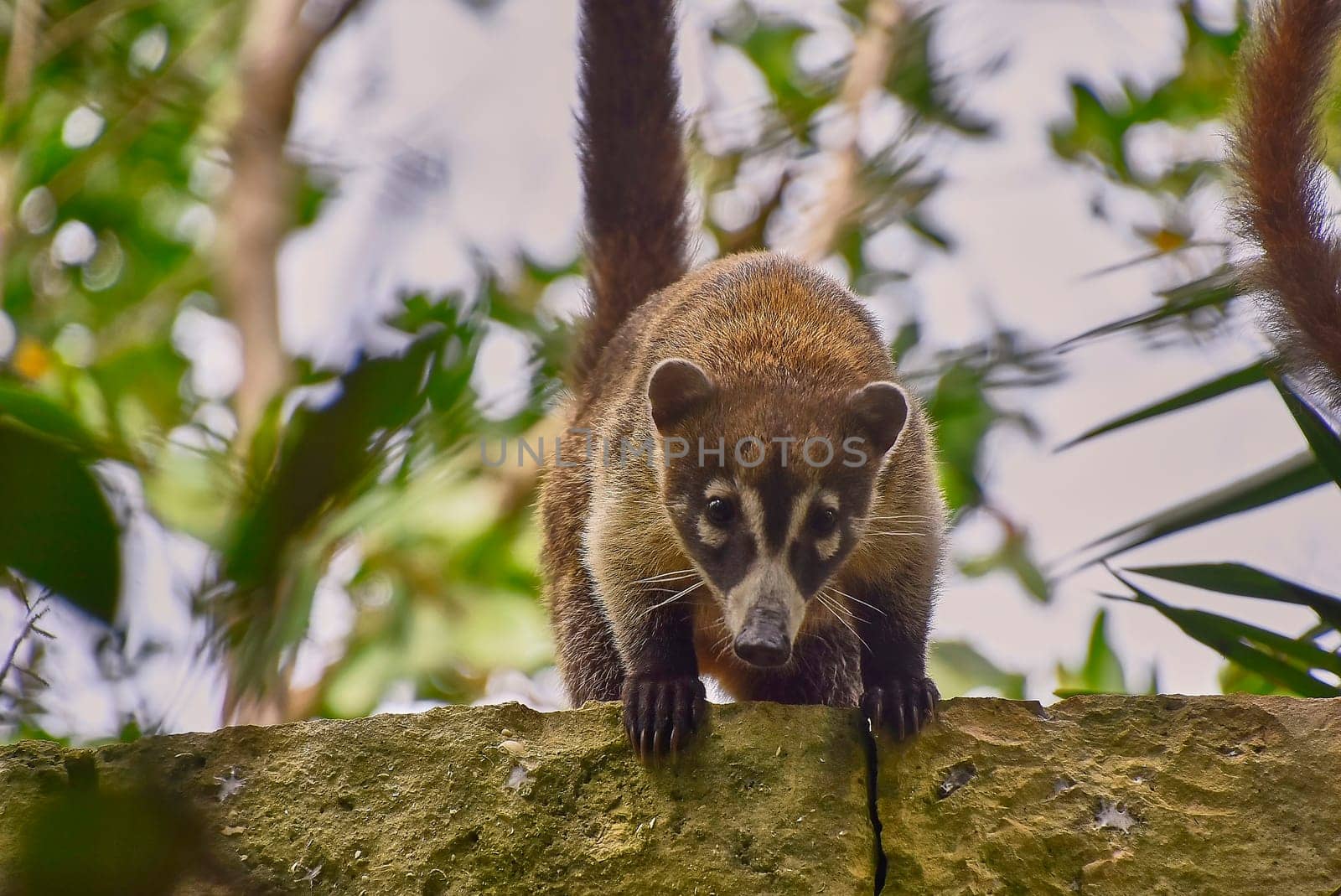 Wild coati carefully stepping on a stone wall in its natural habitat, surrounded by lush green foliage