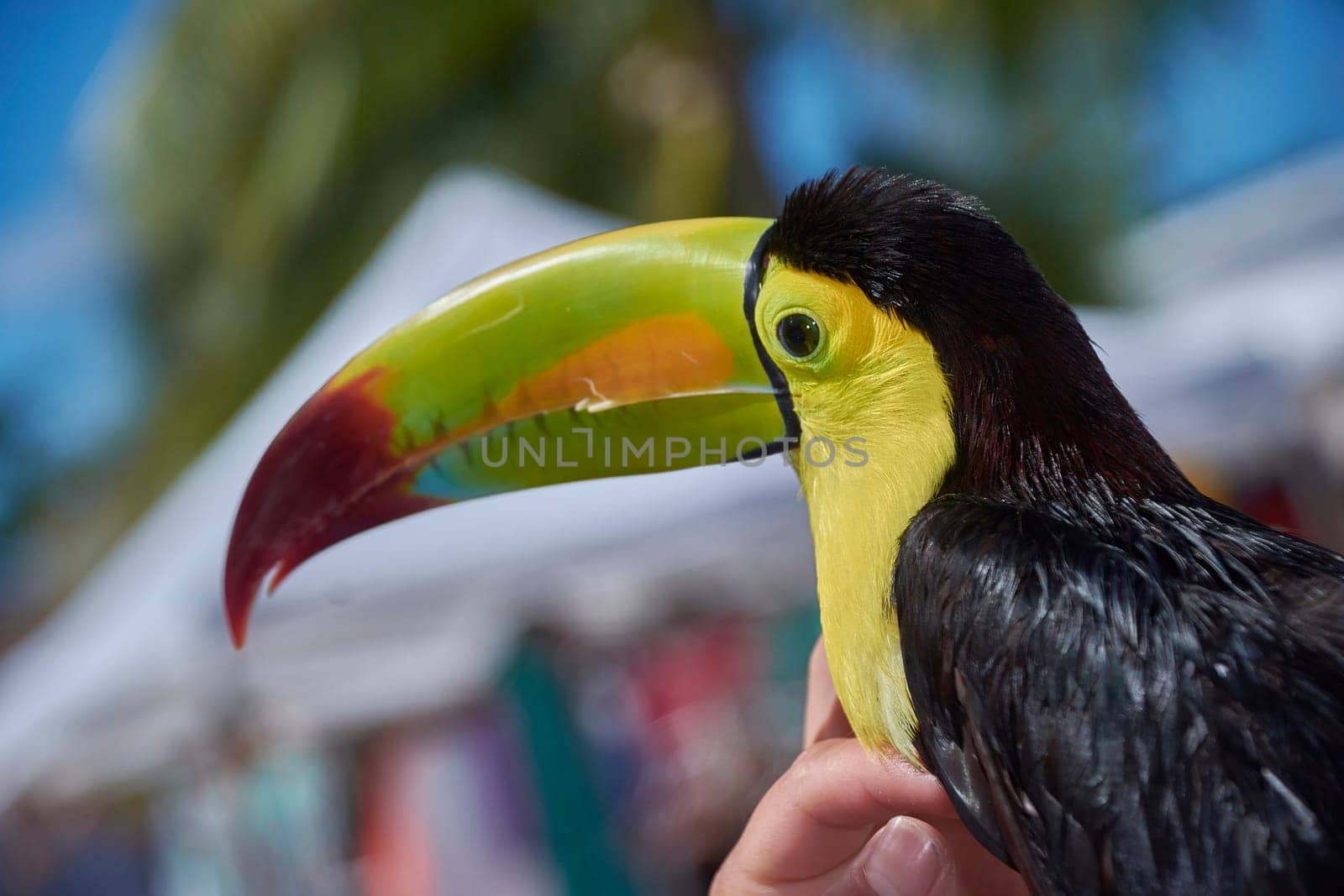 Close-up of a toucan perched on a hand, showcasing its vibrant beak and plumage