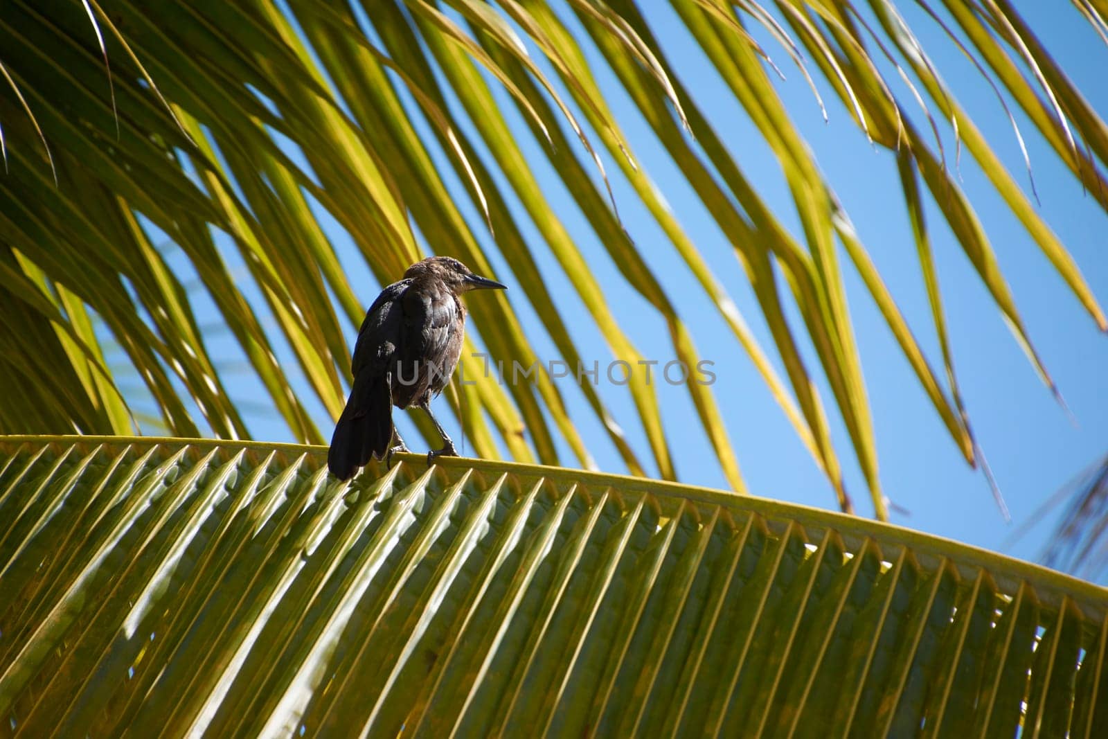 Great-tailed grackle is standing on a palm tree leaf against a clear blue sky