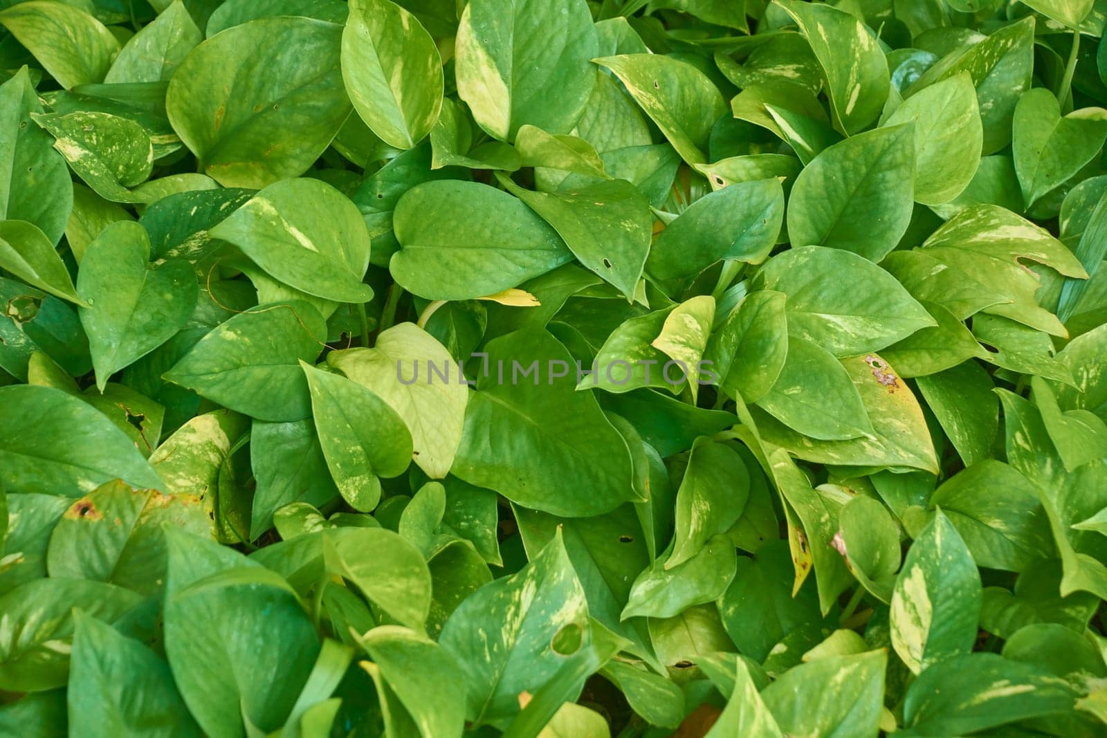 Close-up of vibrant green leaves forming a natural, textured backdrop