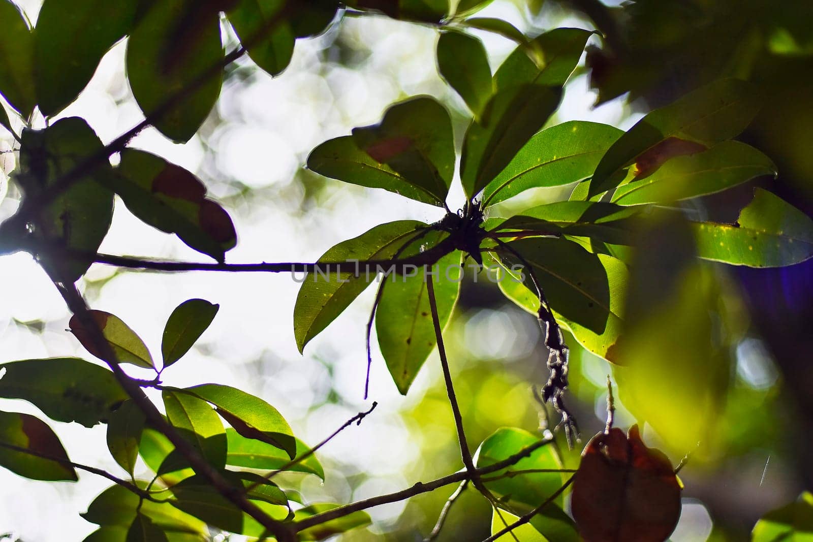 Bright sunlight shining through lush green leaves, creating a natural and serene atmosphere