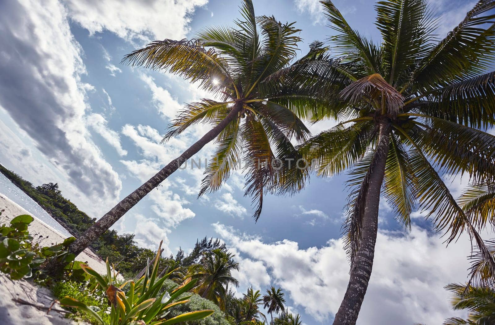 Lush palm trees frame the sunny sky on a beautiful beach in xpu-ha, mexico